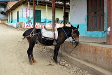 Mule