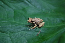 Grenouille