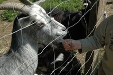 Bouc