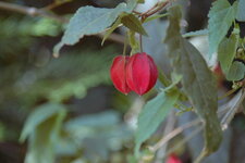 Abutilon Megapotamicum