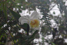 Orchidée