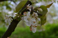 Cerisier