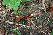 Crabe eau douce