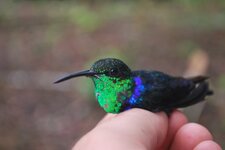 Colibri