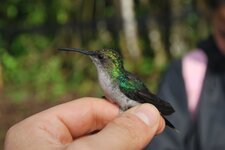 Colibri