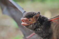 Chauve-souris