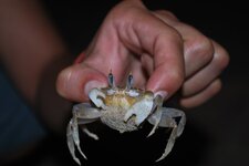 Crabe