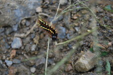 Chenille