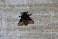 Papillon