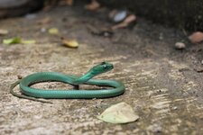 Jeune serpent