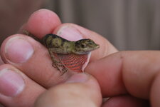 "Lézard"