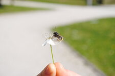 Abeille sur une fleur