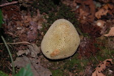 Champignon