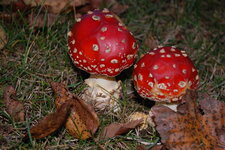 Amanite tue-mouches