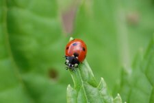 Coccinelle