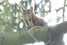 Ecureuil roux - Sciurus vulgaris