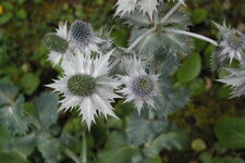 Eryngium giganteum