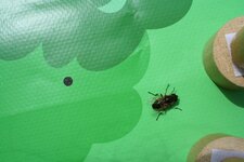 Une mouche-abeille perdue dans la forêt
