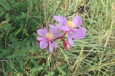Fourmi sur fleur équatoriale