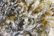 Fucus dentelé (Fucus serratus)