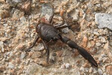 Galathée noire - Galathea squamifera