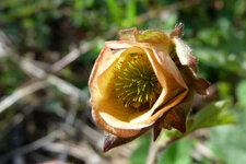 Benoite des ruisseaux - Geum rivale