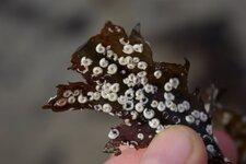 Spirorbis spirorbis