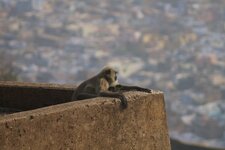 Makake india (bundi-castle))