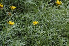 Asteracées (Inula ensifulia)