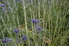 Panicaut améthyste