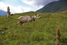 Chèvre