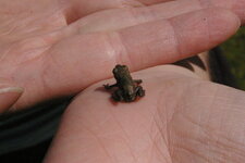 Grenouille