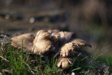 Champignon