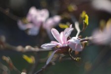 Fleur de magnolia 