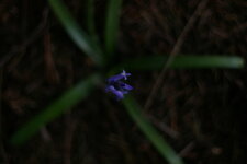 Jacinthe des bois
