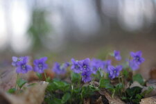 Violettes 