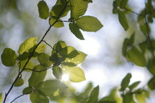 Feuilles de charme