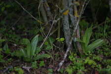 Orchis pourpre suite