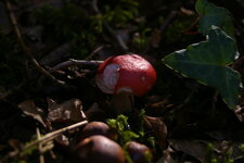Amanite tue mouche