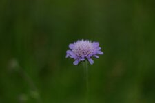 Scabieuse