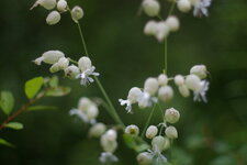 Silene latifolia -compagnon blanc