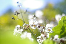Fleurs