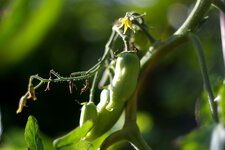 Premières tomates ....tardives