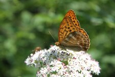 Papillon