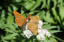 Papillons