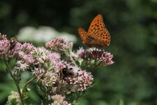Papillon et fleur