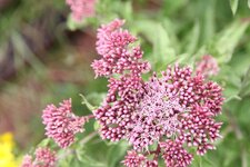 Eupatoire chanvrine