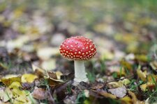 Amanita muscaria ou amanite tue-mouches