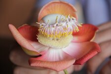 Fleur de Bouddha !