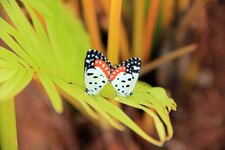 Les papillons flirtent !
